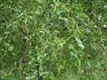 Corkscrew Willow, Contorted Willow, Dragon's Claw Willow